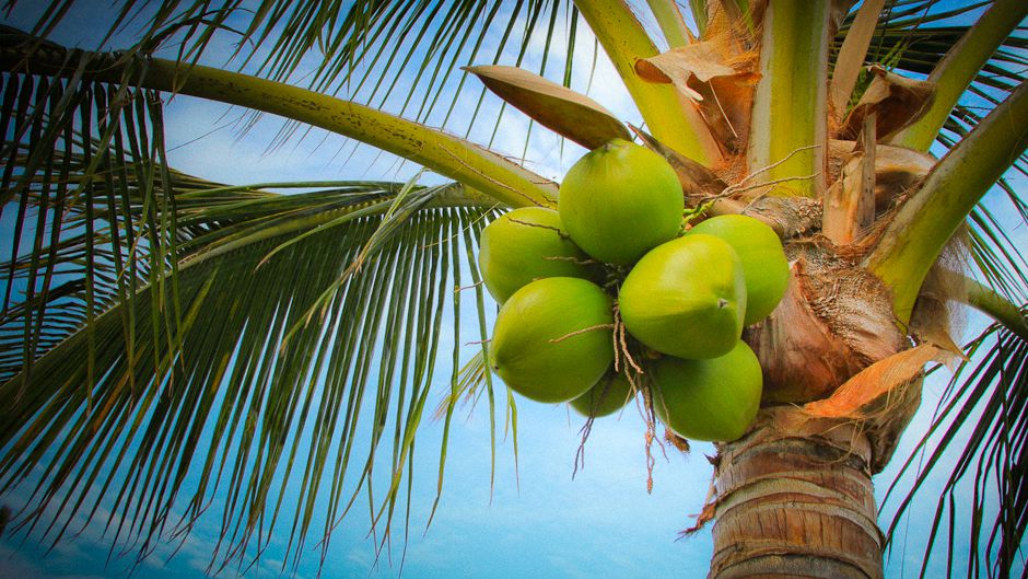 Image of coconuts on a tree