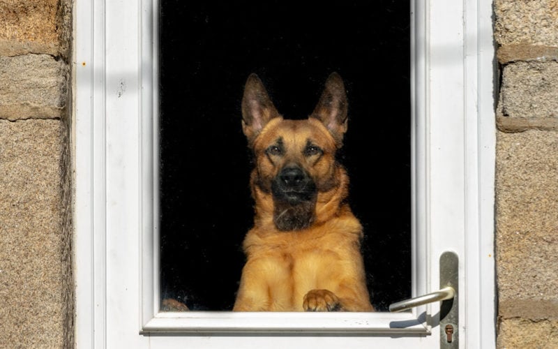 separation-anxiety-definition-effects-guide-what-is