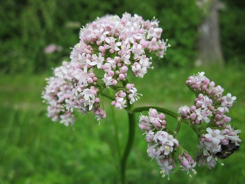 Valerian Root for Anxiety