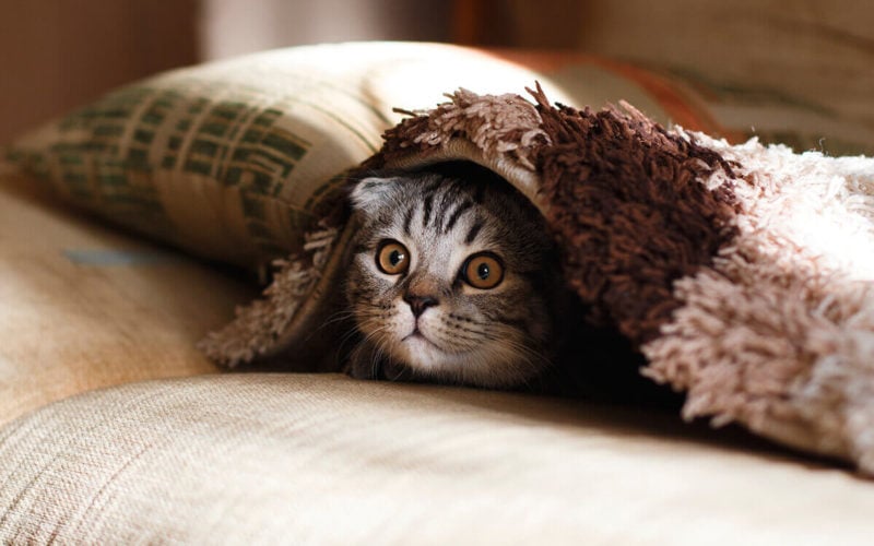 weighted-blanket-mental-health-impact