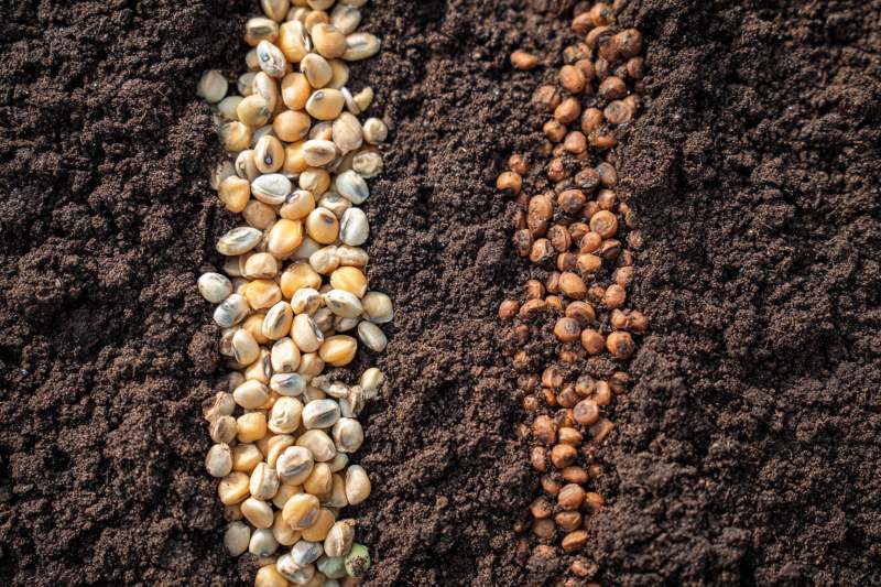 Seed Spread Strategy