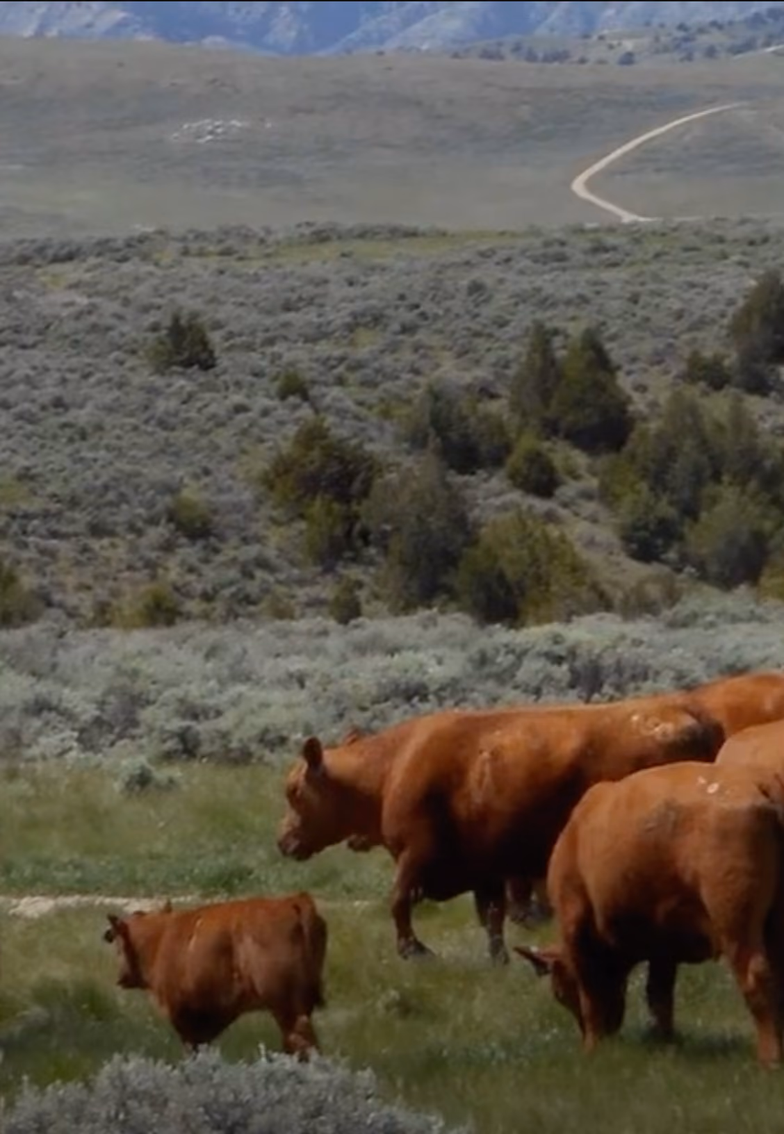 A photo of Mackey Ranch cattle