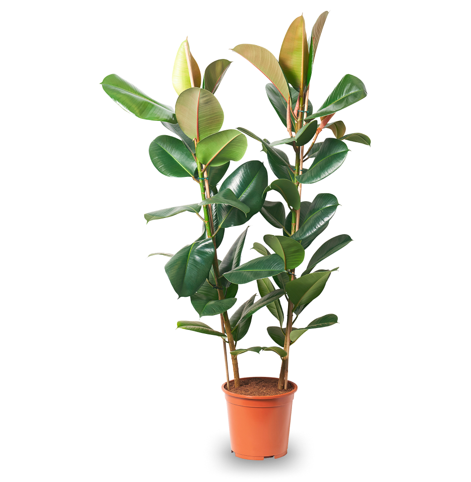 A plant.