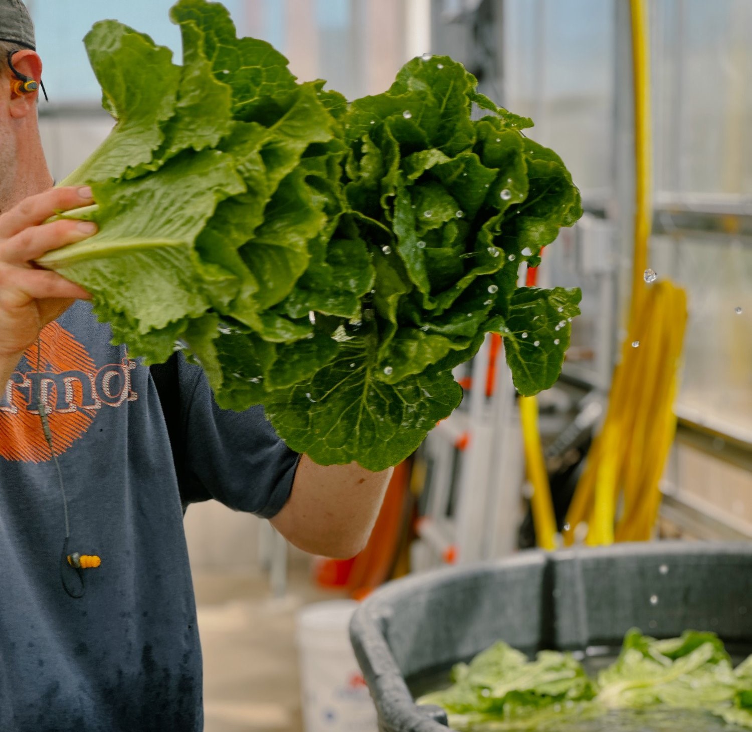 Worker harvesting fresh, water-sprayed lettuce at Flynn Creek Farm for Forage Kitchen's seasonal salads.