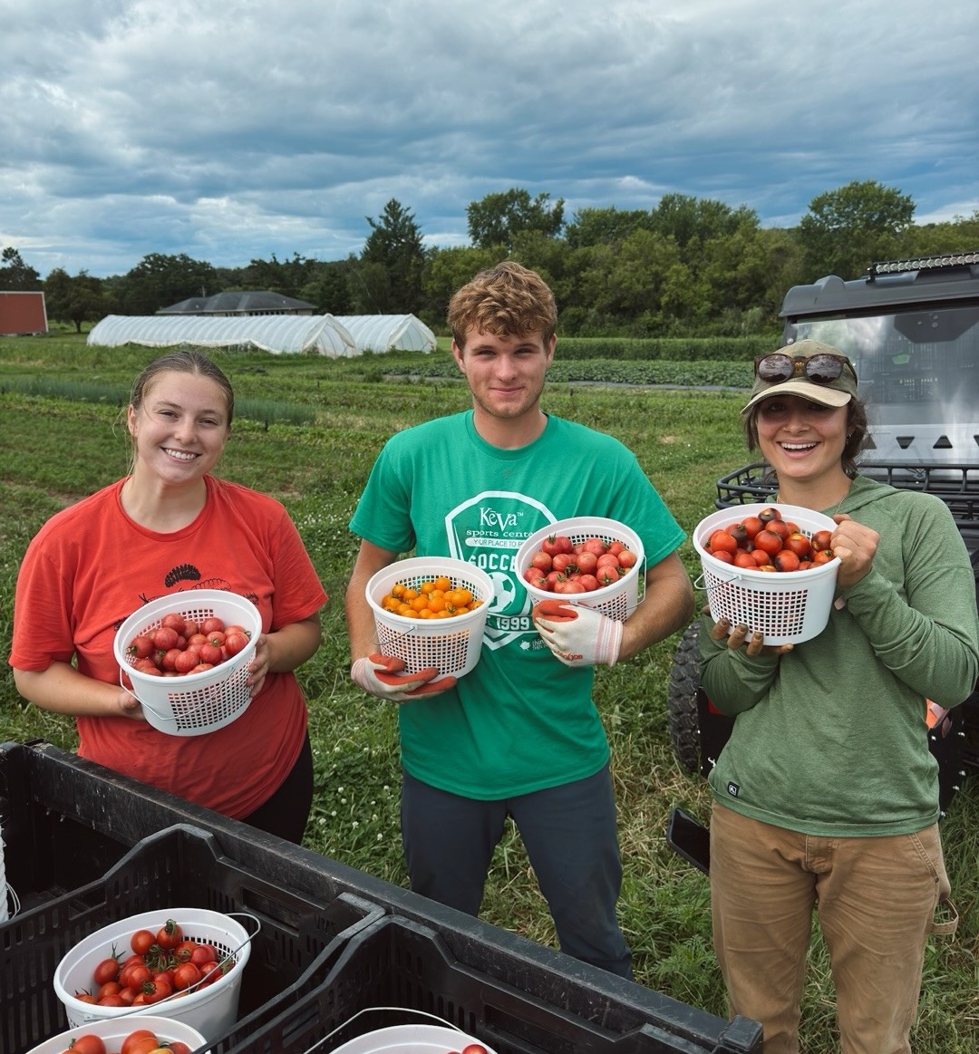 Three farm workers at Flynn Creek Farm holding baskets of freshly picked tomatoes to be sent to Forage Kitchen.
