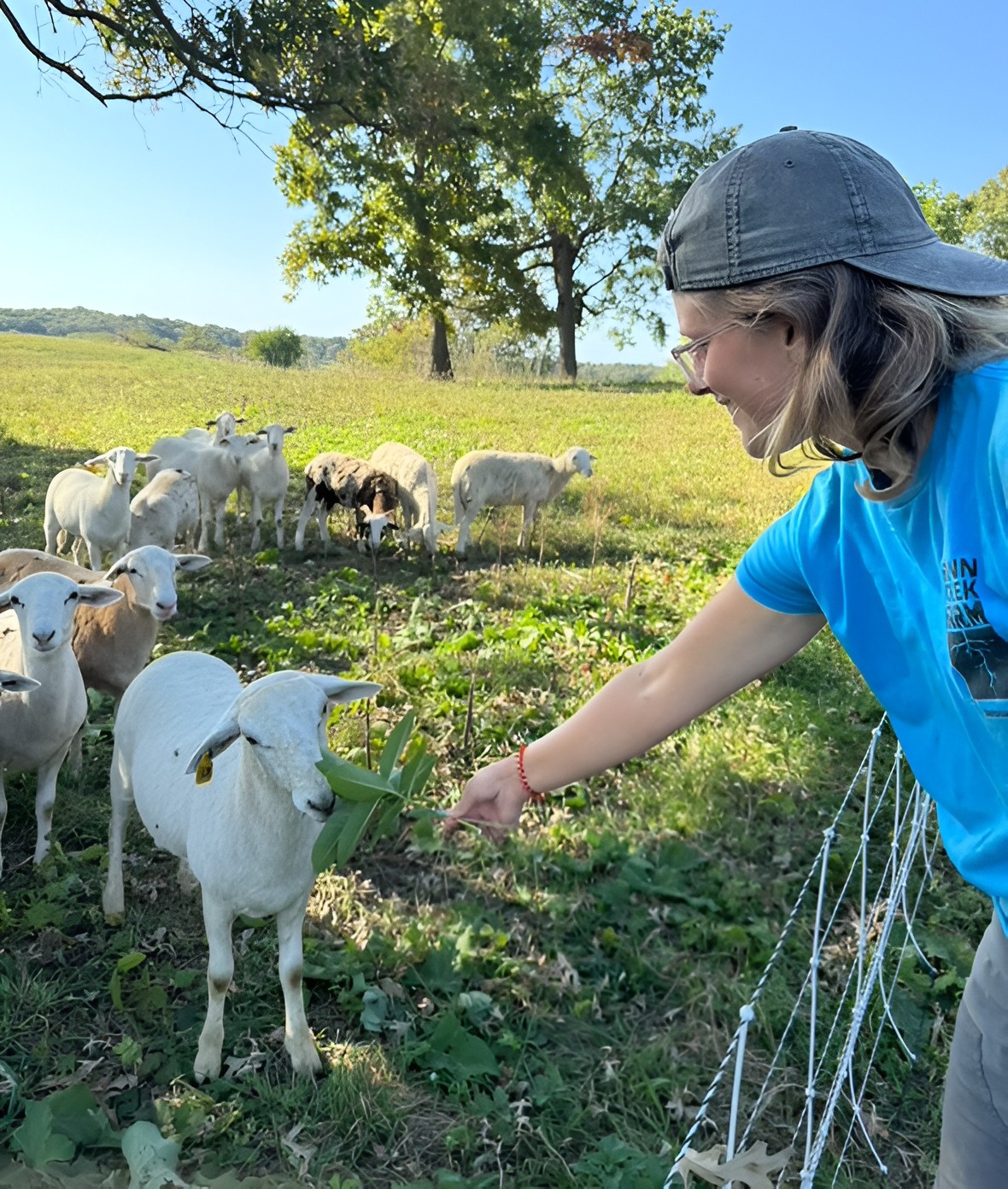A Flynn Creek Farm team member feeds a green leafy branch to a white sheep in a grassy pasture.