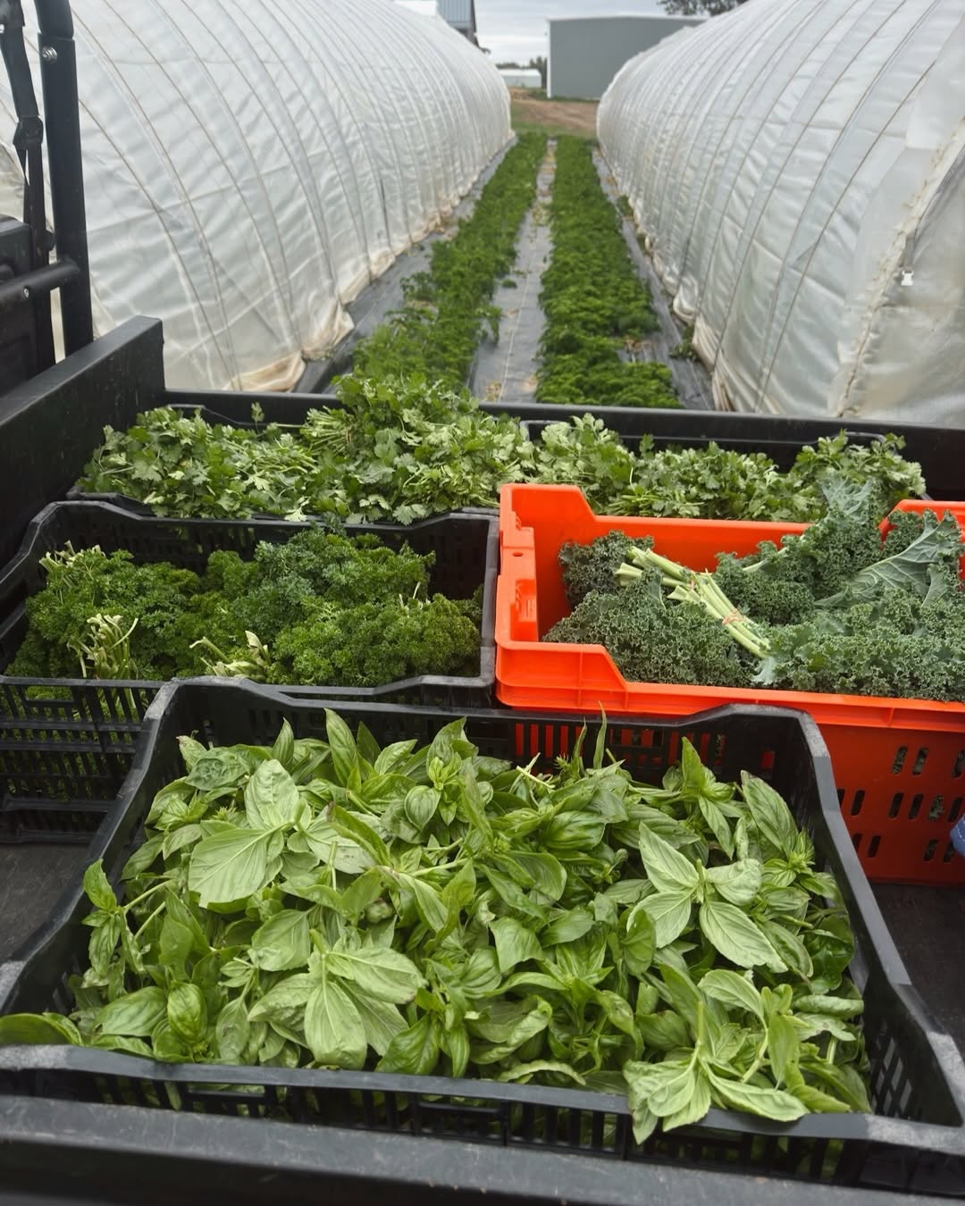 Crates of freshly harvested basil, kale, and parsley at Flynn Creek Farm, a local supplier for Forage Kitchen in Wisconsin.