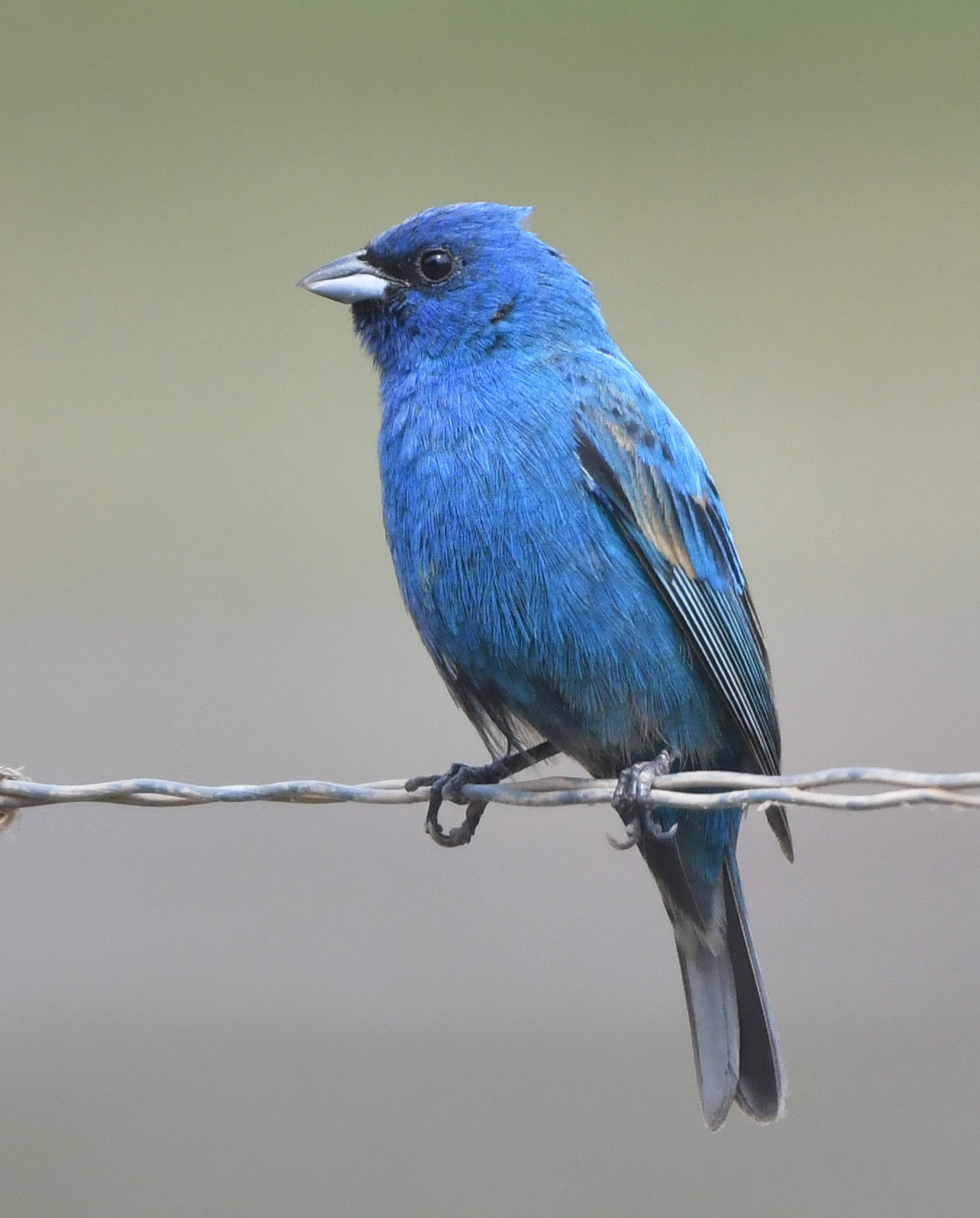 A small blue bird with black wing and tail tips perched on a piece of metal wire.