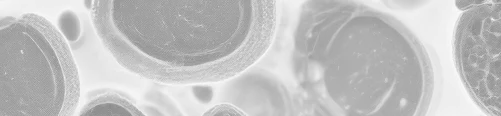 Close-up microscopic view of several round, textured cells or spores with a grayscale filter.