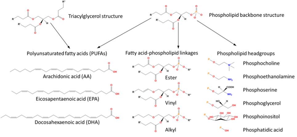 Fig. 1. Sources of variation within triacylglycerol and phospholipid structures, illustrating some common fatty acids, fatty acid-phospholipid linkages and phospholipid head groups. 