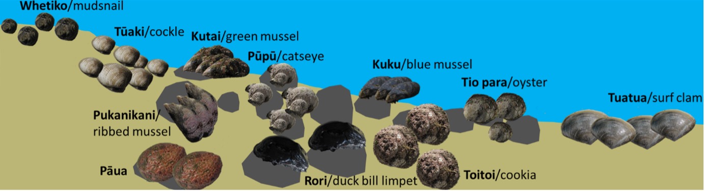 Fig. 2. A selection of some common kaimoana shellfish from the intertidal and subtidal zone. 