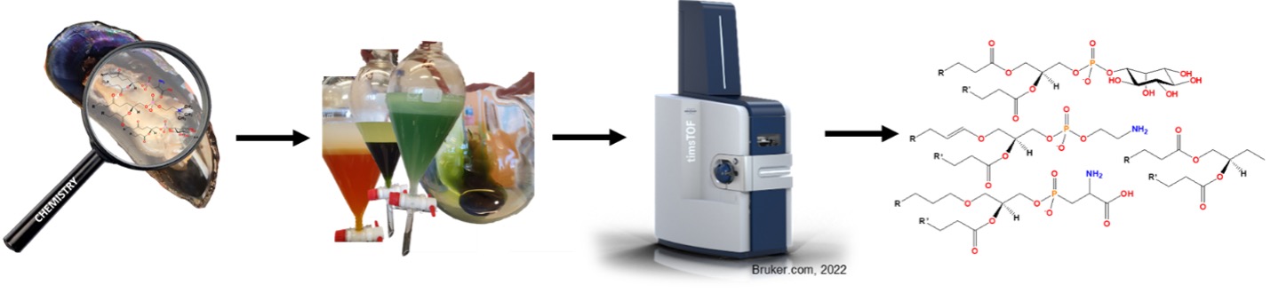 Fig 3. A workflow for phospholipid identification. Left to right: selection of species for study -> oil extraction and fractionation ->LCMS analysis -> phospholipid identification.