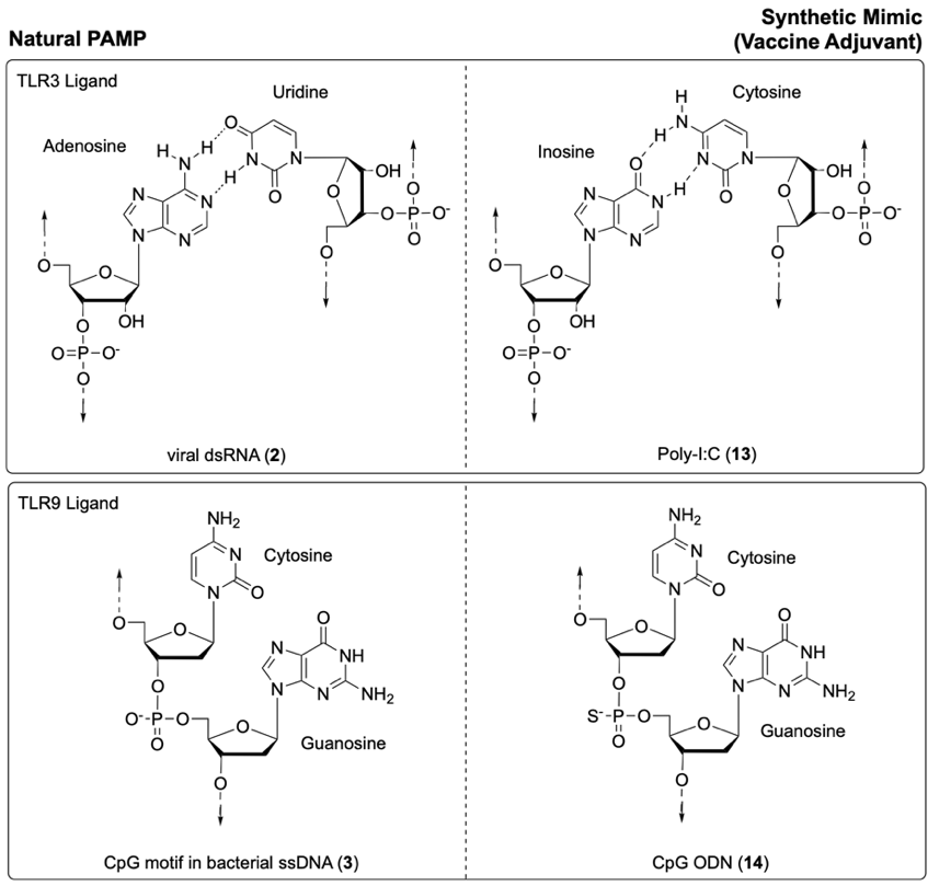 A diagram of different chemical structuresDescription automatically generated with medium confidence