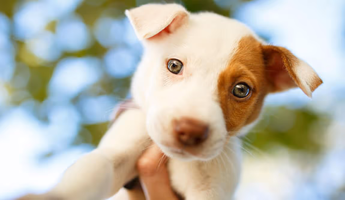 WELCOMING YOUR NEW PET HOME!