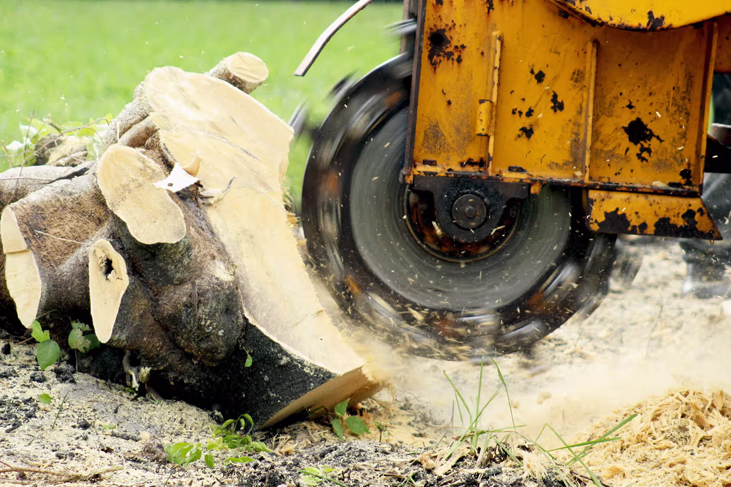 removing a tree stump
