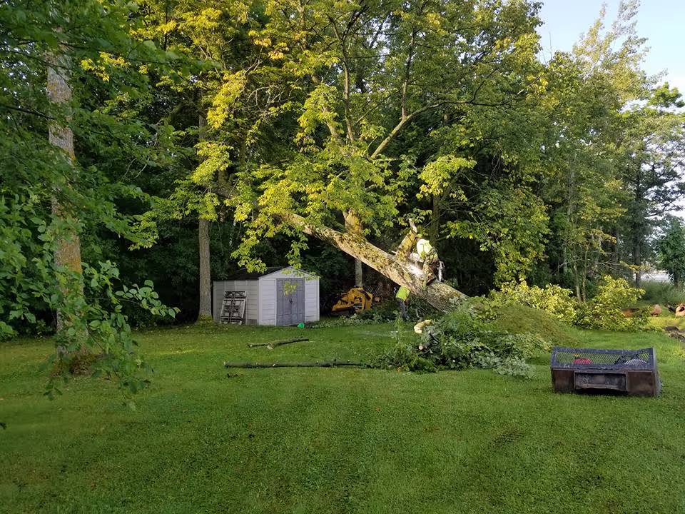 cleaning up trees
