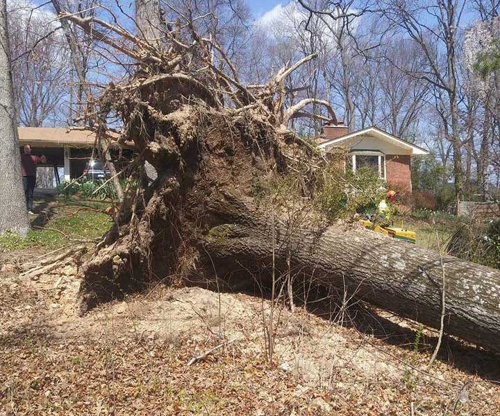 tree trimming by Nic's Works