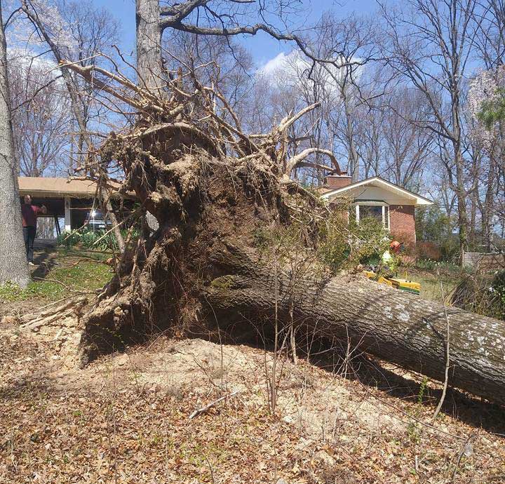 tree trimming by Nic's Works