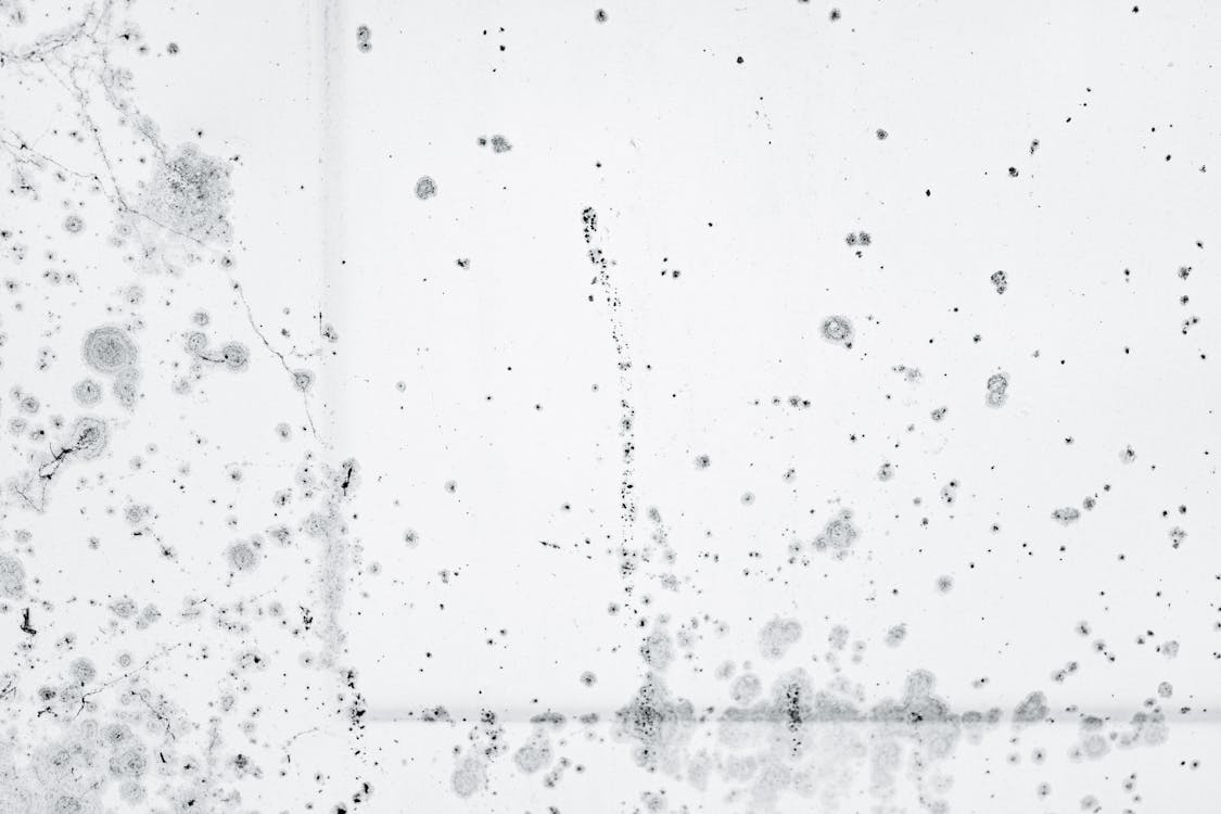 How to Get Rid of Black Mold: What You Need to Know Before You Start Scrubbing