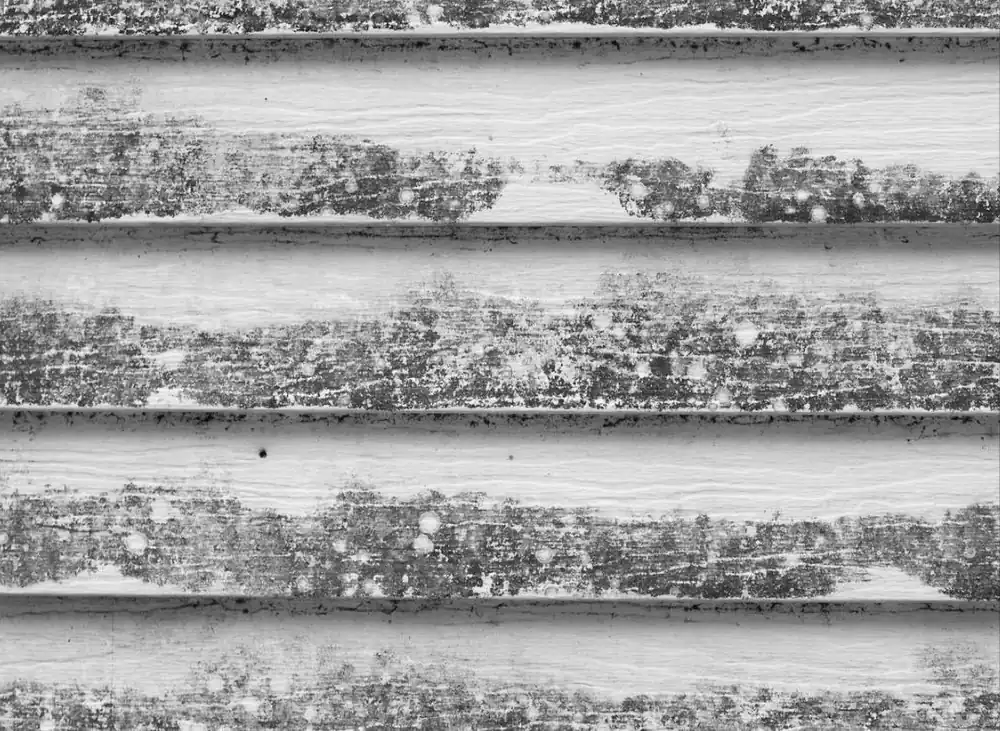 Why Hiring a Professional Black Mold Removal Contractor is Essential for Your Health and Home