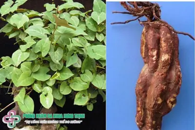 Hà thủ ô là gì?