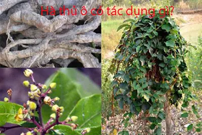 Công dụng tuyệt vời của hà thủ ô