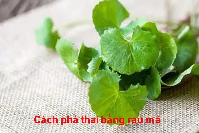 Cách phá thai bằng rau má