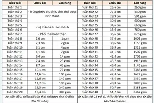 Chỉ số thai 21 tuần tuổi