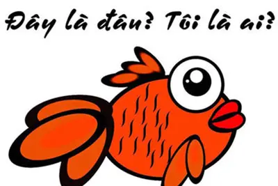 Bệnh não cá vàng là gì?