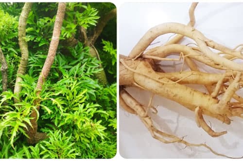 Chữa liệt dương bằng rễ cây đinh lăng