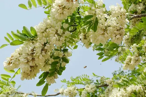 Bài thuốc từ hoa hòe điều trị đi ỉa ra máu tươi