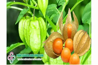 Đôi nét về loài cây thù lù 