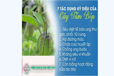 Cây thù lù chữa bệnh gì?