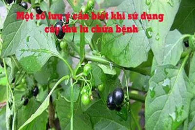 Cần chú ý gì khi dùng cây thù lù chữa bệnh?