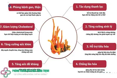 Công dụng đông trùng hạ thảo là tốt cho thận