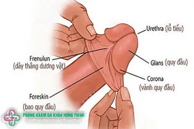 Nam giới chưa lột bao quy đầu có quan hệ được không?