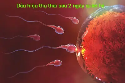 Dấu hiệu thụ thai sau 2 ngày quan hệ