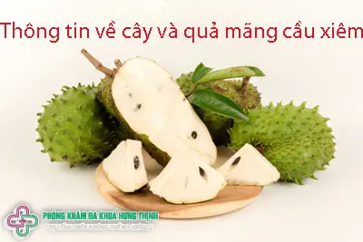 Thông tin về cây và quả mãng cầu xiêm