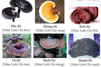 Phân loại theo màu sắc nấm linh chi