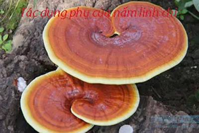 Tác dụng phụ của nấm linh chi