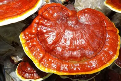 Nấm linh chi là gì?