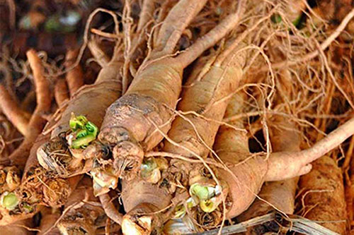 Sâm đương quy có tác dụng gì?