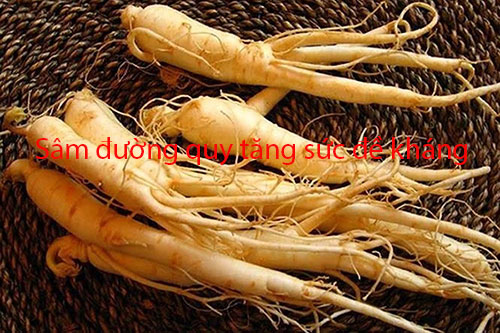 Sâm đương quy tăng sức đề kháng