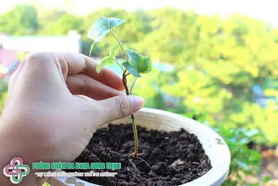 Tại sao có bầu không được trồng cây?