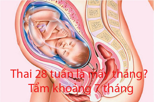 Thai 28 tuần là mấy tháng, có chỉ số cân nặng là bao nhiêu?