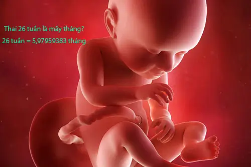 Thai 26 tuần là mấy tháng, các chỉ số cơ bản