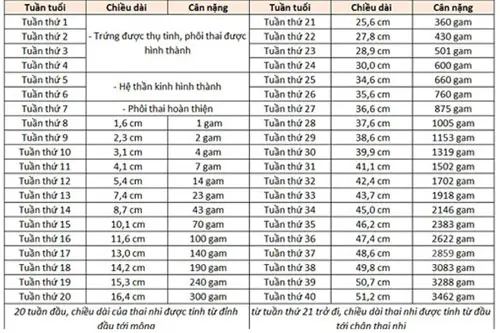 Các chỉ số cơ bản của thai 25 tuần