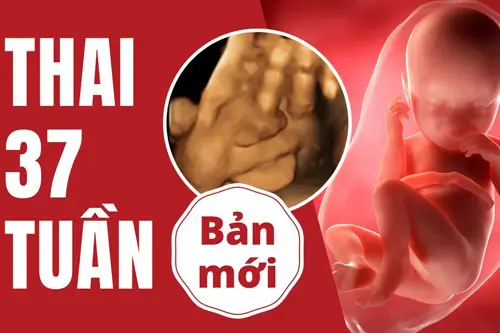 Thai 37 tuần là mấy tháng
