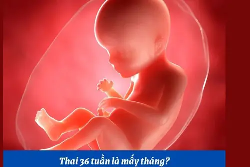 Thai 36 tuần là mấy tháng