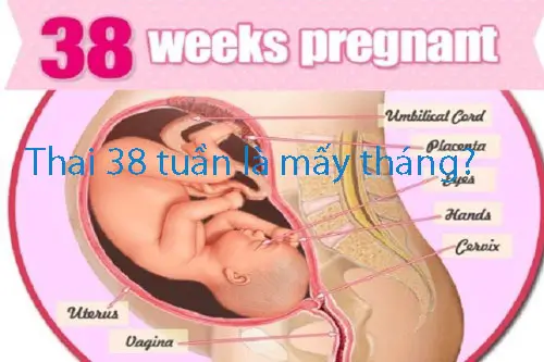 Thai 38 tuần là mấy tháng?